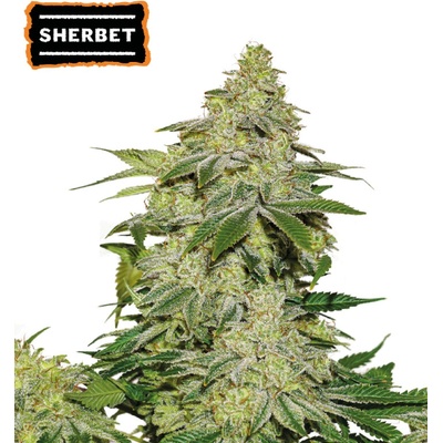 Seedstockers Sherbet semienka neobsahujú THC 3 ks