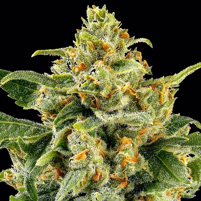 Barney´s Farm Skunk #1 regular semienka neobsahujú THC 10 ks