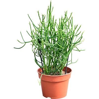 Euphorbia succulent tirucalli 15x40 cm
