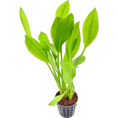 Echinodorus bleheri Šípatkovec bleheri 5 cm