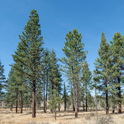 Borovice těžká Pinus ponderosa semena 6 ks – Hledejceny.cz