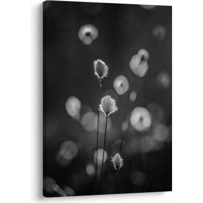 Obraz - Cottongrass na louce, jednodílný 50x70 cm