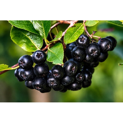 Arónia čiernoplodá NERO kontajner 11cm