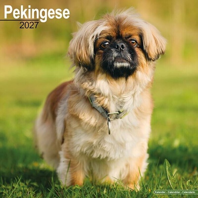 Pekinéz, 30 x 30 cm 2027
