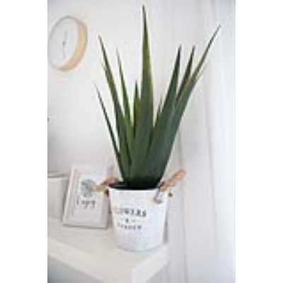 Aloe-Vera rostlina, 60 cm