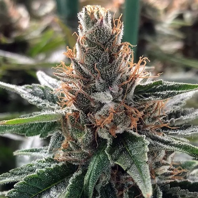 Ministry Of Cannabis God's Glue semienka neobsahujú THC 10 ks