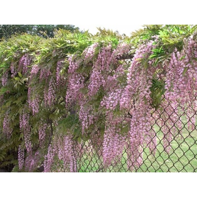 Vistéria kvetnatá Rosea, výška 150-200 cm, kvetináč 3 l
