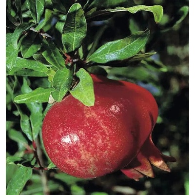 Granátové jablko, granátovník BIO FloraSelf Bio Punica granatum 'Wonderful' výška 40-60 cm kvetináč 3 l