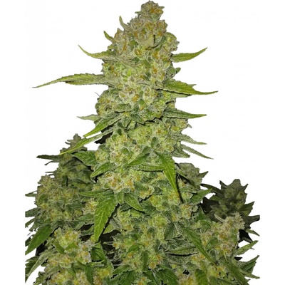 Fastbuds Papaya Cookies Auto semienka neobsahujú THC 100 ks