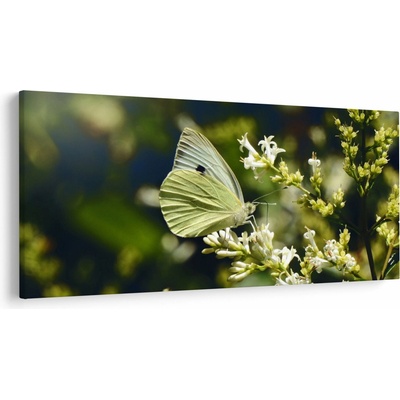 Obraz motýľa, jednodielne 250x125 cm
