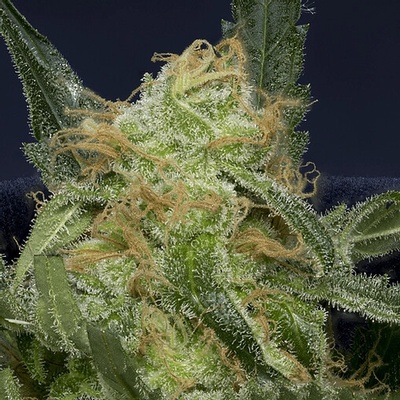 Don Avalanche Seeds Don Gorilla Glue Auto semienka neobsahujú THC 5 ks
