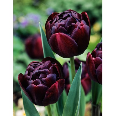 Tulipán 'Black Hero' 5 ks
