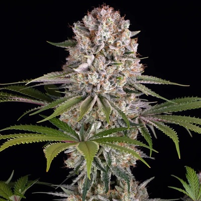 Barney´s Farm Amnesia Haze semienka neobsahujú THC 25 ks