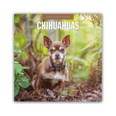 Chihuahuas Chihuahua 16-Monats 2027