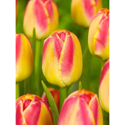 CANDY CORNER - ŽLUTO-ČERVENÝ TULIPÁN Množství cibulek v jednom balení: 5 ks