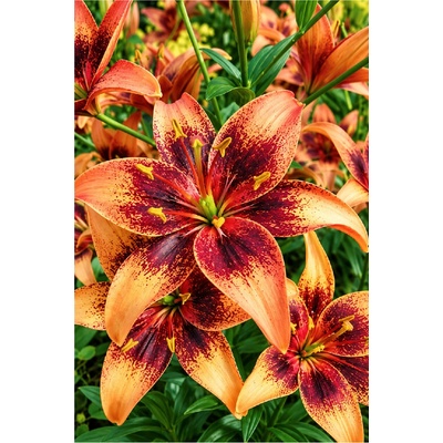 Lilie WHISTLER - lilium – Hledejceny.cz