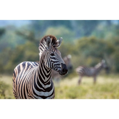Dimex MS-5-0456 Vliesová fototapeta Zebra stepní rozměry 375 x 250 cm