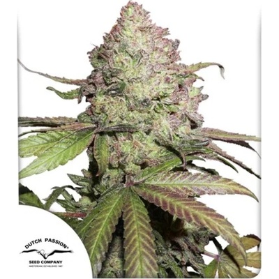 Dutch Passion CBD Auto Charlottes Angel semienka neobsahujú THC 100 ks