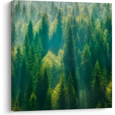 Obraz - Borovicový les, jednodielne 70x70 cm
