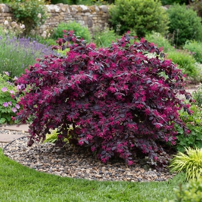Loropetalum fialové, vícebarevné sazenice v květináči 2-3l 30-50 cm