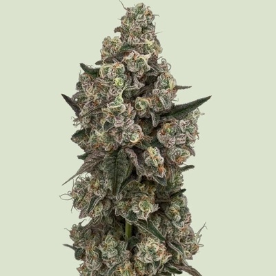 Royal Queen Seeds Supersoda F1 semienka neobsahujú THC 5 ks