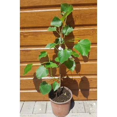 Lipa henryho (Tilia henryana) veľkosť 15-30cm
