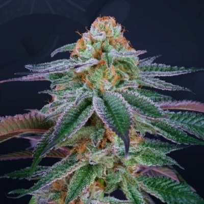 Perfect Tree Mimozz semienka neobsahujú THC 3 ks