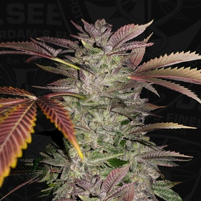 T.H. Seeds Gelato Cake semienka neobsahujú THC 6 ks