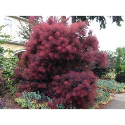 Škumpa vlasatá 'Royal Purple', výška 15-30 cm, kvetináč 9 cm