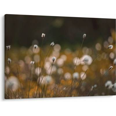 Obraz - Lúka s cottongrass N⁰2, jednodielne 100x70 cm