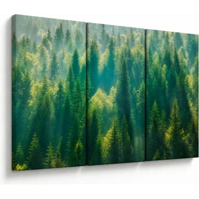Obraz - Borovicový les, třídílný 120x80 cm