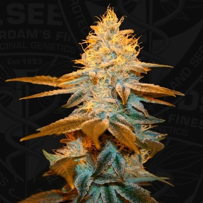 T.H. Seeds Strawberry Glue semienka neobsahujú THC 5 ks