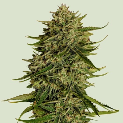 Royal Queen Seeds Quantum Terp F1 Auto semienka neobsahujú THC 5 ks