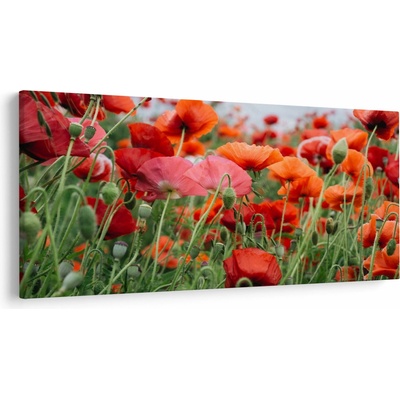 Obraz z pole vlčích máků, jednodílný 250x125 cm