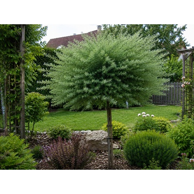 Smrekovec japonský Blue Dwarf na 110-120 cm kmienku, výška 130-140 cm, kvetináč 5 l