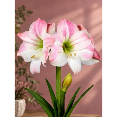 Lukon Glads Amaryllis APPLE BLOSSOM - hippeastrum, hvězdník