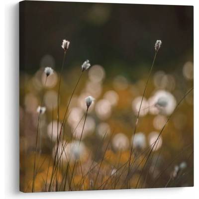 Obraz - Lúka s cottongrass N⁰2, jednodielne 30x30 cm