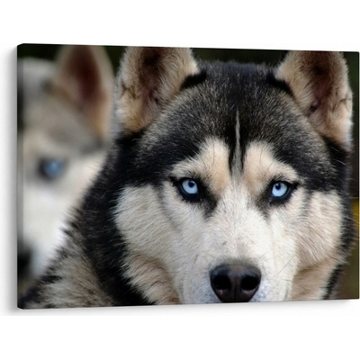 Obraz psa husky, jednodílný 70x50 cm