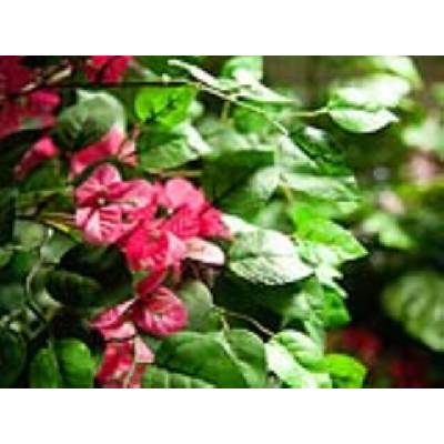 Bougainvillea červená, 150 cm