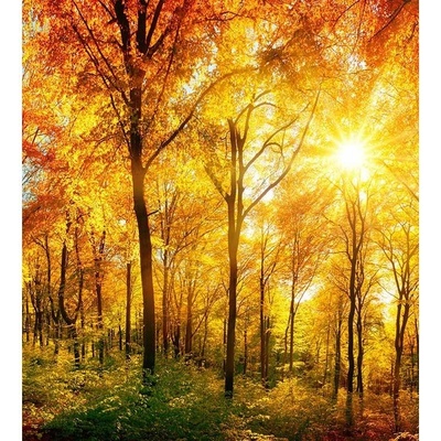 Dimex MS-3-0067 vliesová fototapeta na zeď Slunečný les rozměry 225 x 250 cm