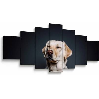 Obraz labradora, sedemdielne 210x100 cm