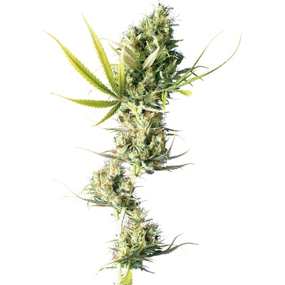 Sensi Seeds Durban semienka neobsahujú THC 10 ks