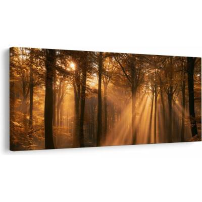 Dovido Obraz podzimní les v záři - 120x60