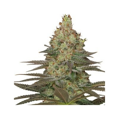 Serious Seeds Seriosa semienka neobsahujú THC 6 ks