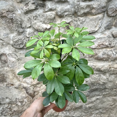 Schefflera arboricola Nora