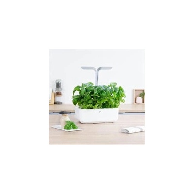 Véritable Lingot Bazalka mamutí