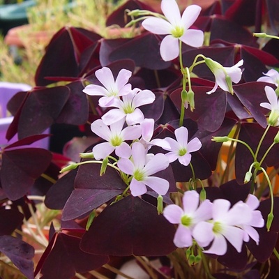 Šťaveľ trojhranný Oxalis triangularis cibuľoviny 3 ks