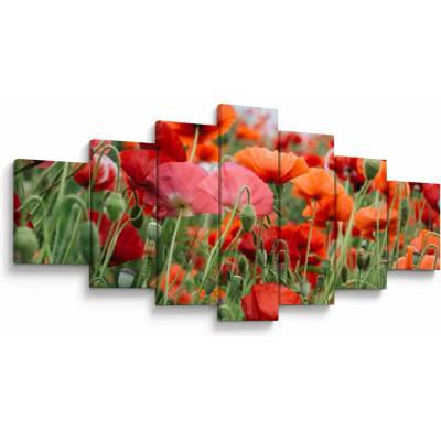 Obraz z pole vlčích máků, sedmidílný 210x100 cm