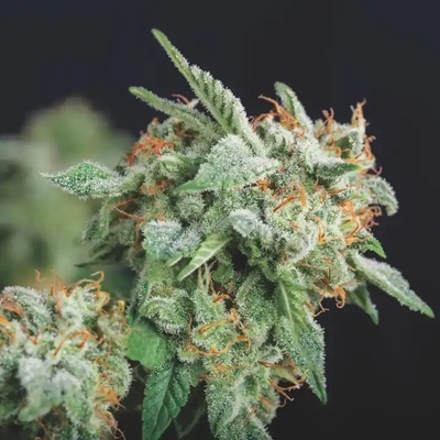 Pyramid Seeds - Northern Lights x Runtz semienka neobsahujú THC 5 ks