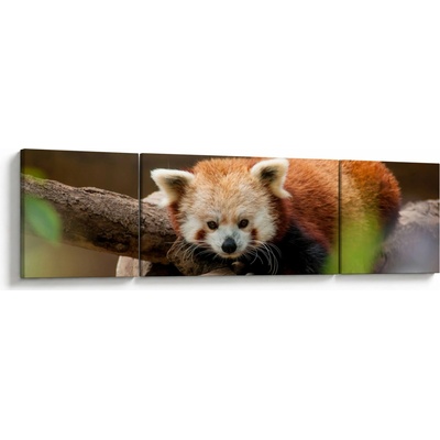 Obraz pandy červené, třídílný 170x50 cm